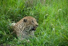 leopard (6 von 60).jpg